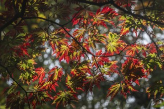 Aconite-leaved maple (Acer japonicum Aconitifolium), Emsland, Lower Saxony, Germany