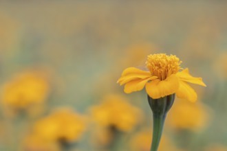 Marigolds (Tagetes), Emsland, Lower Saxony, Germany