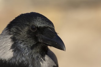 Hooded crow (Corvus cornix) adult bird head portrait, Rome, Italy