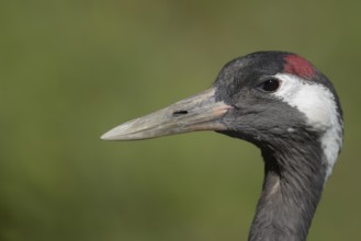 Eurasian or Common crane (Grus grus) adult bird head portrait, England, United Kingdom