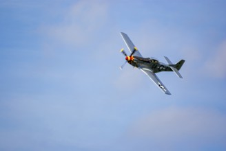 A North American P-51 Mustang of the flying group Flying Bulls, the Nooky Booky IV during an air