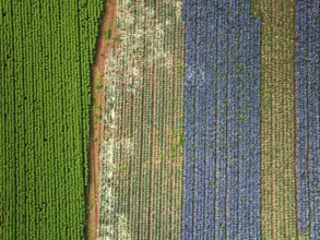 Top down view of red and green cabbage field from a drone, Devon, England, United Kingdom
