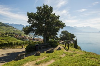 Picturesque village in the vineyards by the lake, Rivaz, Lavaux, UNESCO World Heritage Site, Lake