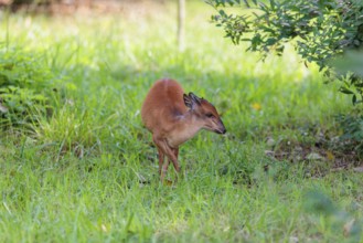 A female Red Forest Duiker (Cephalophus natalensis) stands in a green meadow, eating grass and