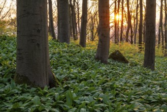 The light of the sun shines in an idyllic beech forest in spring with lush green wild garlic on the