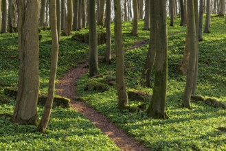 Winding forest path through an idyllic beech forest in spring with lush green wild garlic on the