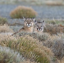 Cougar (Cougar concolor) female with young, Torres del Paine National Park, Chile, South America