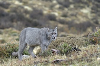 Cougar (Cougar concolor), Torres del Paine National Park, Chile, South America