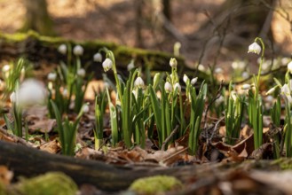 Close-up of spring knotweed (Leucojum vernum) in the forest, also known as marzenbecher, in
