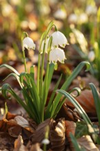 Close-up of spring knotweed (Leucojum vernum) in the forest, also known as marzenbecher, in