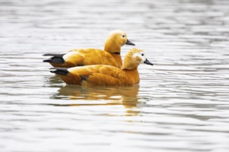 Ruddy shelduck (Tardora ferruginea) Germany