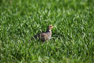 Grey partridge (Perdix perdix) Germany