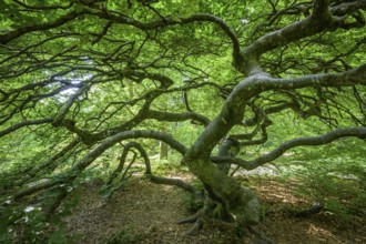 Faux de Verzy beech forest, Verzy, Marne, France
