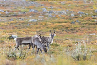 Reindeer herd at Abisko National Park in the colourful autumn of Lapland below Lapporten,