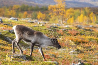 Reindeer at Abisko National Park in the colourful autumn of Lapland below Lapporten, Cuonjávággi