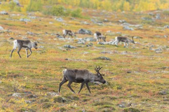 Reindeer herd at Abisko National Park in the colourful autumn of Lapland below Lapporten,