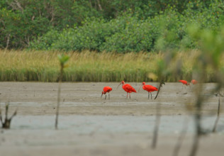 Scarlet Ibis (Eudocimus ruber), Mata Atlantica, Brazil, South America