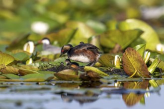 Black-necked Grebe (Podiceps nigricollis) at the nest with young, Danube Delta, Romania