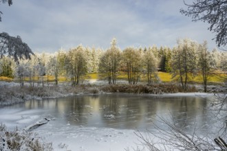 A frozen pont in a valley surrounded by a mixed forest with norway spruce (Picea abies) and