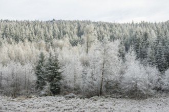 Meadow in a valley surrounded by a mixed forest with norway spruce (Picea abies) and European beech