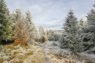 Walking trail going through a mixed forest white from roarfrost on a sunny day in winter, Bavaria,