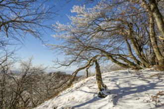 European beech (Fagus sylvatica) trees in a forest with hoarfrost on the branches in winter, Vápec,