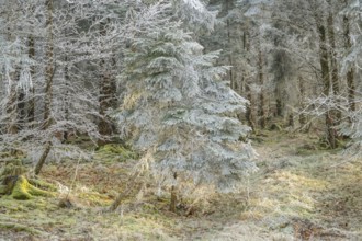 Mixed forest with norway spruce (Picea abies) and European beech (Fagus sylvatica) white from