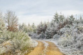 Forest road going through a mixed forest white from roarfrost on a sunny day in winter, Bavaria,