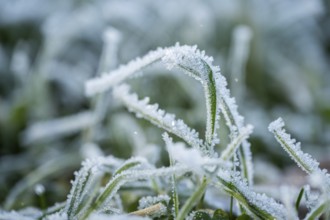 Ice crystals from roarfrost on grass blades in winter, Bavaria, Germany