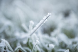 Ice crystals from roarfrost on grass blades in winter, Bavaria, Germany