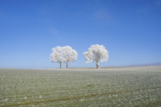 Silver lime trees (Tilia tomentosa) with hoarfrost on the branches standing on a meadow on a sunny