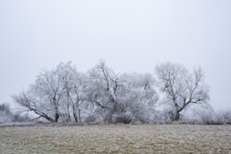 Eastern crack-willow (Salix euxina) standing on a meadow with hoarfrost on the branches in winter,