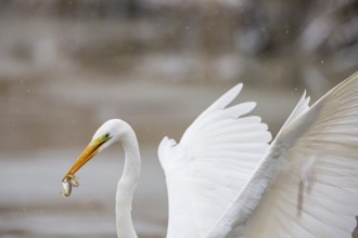 Great White Egret (Egretta alba) Germany