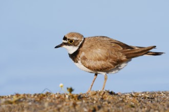Little Ringed Plover (Charadrius dubius), North Rhine-Westphalia, Germany