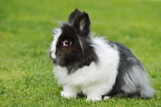 Lionhead rabbit (Oryctolagus cuniculus forma domestica) in a meadow, North Rhine-Westphalia,