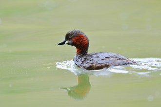 Little grebe (Tachybaptus ruficollis), North Rhine-Westphalia, Germany