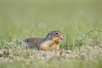 Columbia ground squirrel (Urocitellus columbianus, Spermophilus columbianus), Jasper National Park,