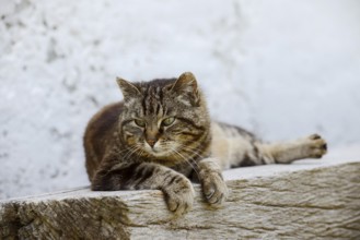 Domestic cat (Felis catus) lying on a wooden bench, Brittany, France