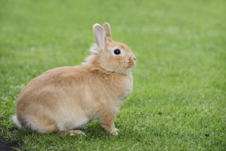 Dwarf rabbit (Oryctolagus cuniculus forma domestica) in a meadow, North Rhine-Westphalia, Germany