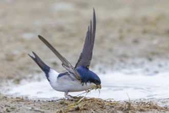 Common house martin, northern house martin (Delichon urbicum) collecting mud in beak from puddle