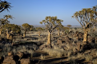 Quiver trees (Aloe dichotoma), quiver tree forest near Keetmanshoop, Karas Region, Namibia