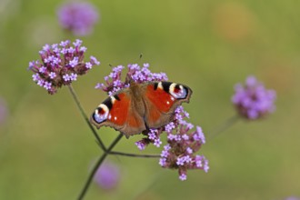 Butterfly, peacock butterfly (Aglais io), Purpletop vervain (Verbena bonariensis), Burgstemmen,