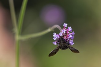 Wood bee (Xylocopa), Purpletop vervain (Verbena bonariensis), Burgstemmen, Nordstemmen, Lower