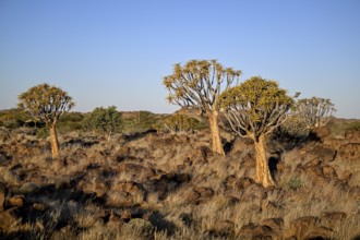 Quiver trees (Aloe dichotoma), quiver tree forest near Keetmanshoop, Karas Region, Namibia