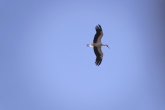 White stork, summer, Germany