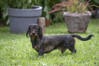 Rough-haired dachshund (Canis lupus familiaris) male, 4 years, attentive, in a meadow, in garden,