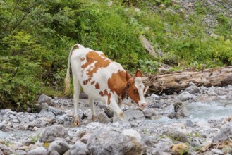 Holstein Friesian cattle crossing a creek on an alpine pasture. Eng valley, Austria