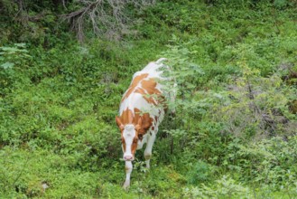 Holstein-Friesian cattle grazing on a mountain pasture in steep terrain. Eng Valley, Austria