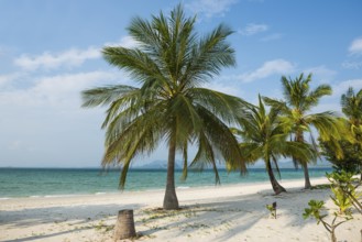 White sandy beach and coconut palms, Pearl Beach, Koh Mook, Trang Province, Southern Thailand,