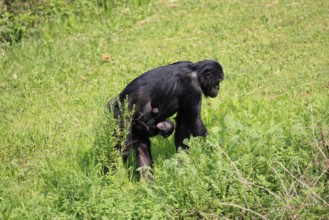 Bonobo (Pan Paniscus), pygmy chimpanzee, adult, female, juvenile, mother, social behaviour